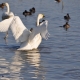 冬の風物詩！新潟県内で白鳥を観察できるおすすめスポットまとめ！