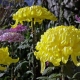 「弥彦菊まつり」が2017年11月1日から開催！美しい菊の花が全国から集結！