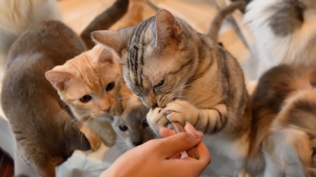モフりにいきたい 新潟県内の猫カフェ 猫と触れ合えるお店まとめ 新潟永住計画 モフりにいきたい 新潟県内の猫カフェ 猫と触れ合えるお店まとめ 新潟永住計画