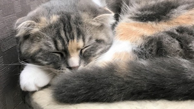 猫好き必見 新潟市東区の猫カフェ 猫喫茶 空陸家 で可愛い猫ちゃんたちをモフってきた 新潟永住計画 猫好き必見 新潟市東区の猫カフェ 猫喫茶 空陸家 で可愛い猫ちゃんたちをモフってきた 新潟永住計画