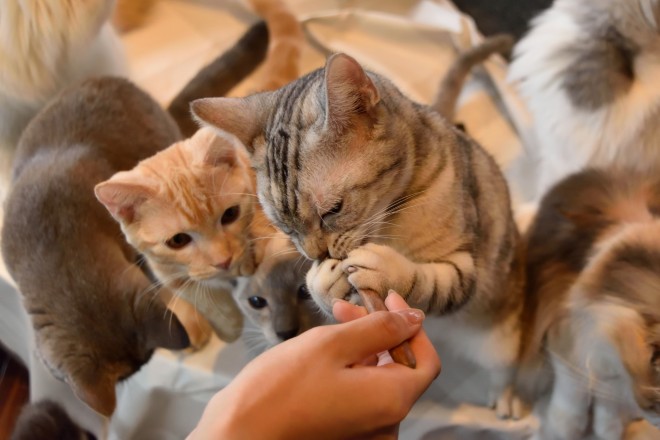 モフりにいきたい 新潟県内の猫カフェ 猫と触れ合えるお店まとめ 新潟永住計画