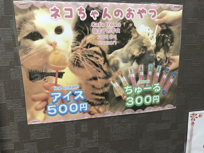 猫好き必見 新潟市東区の猫カフェ 猫喫茶 空陸家 で可愛い猫ちゃんたちをモフってきた 新潟永住計画